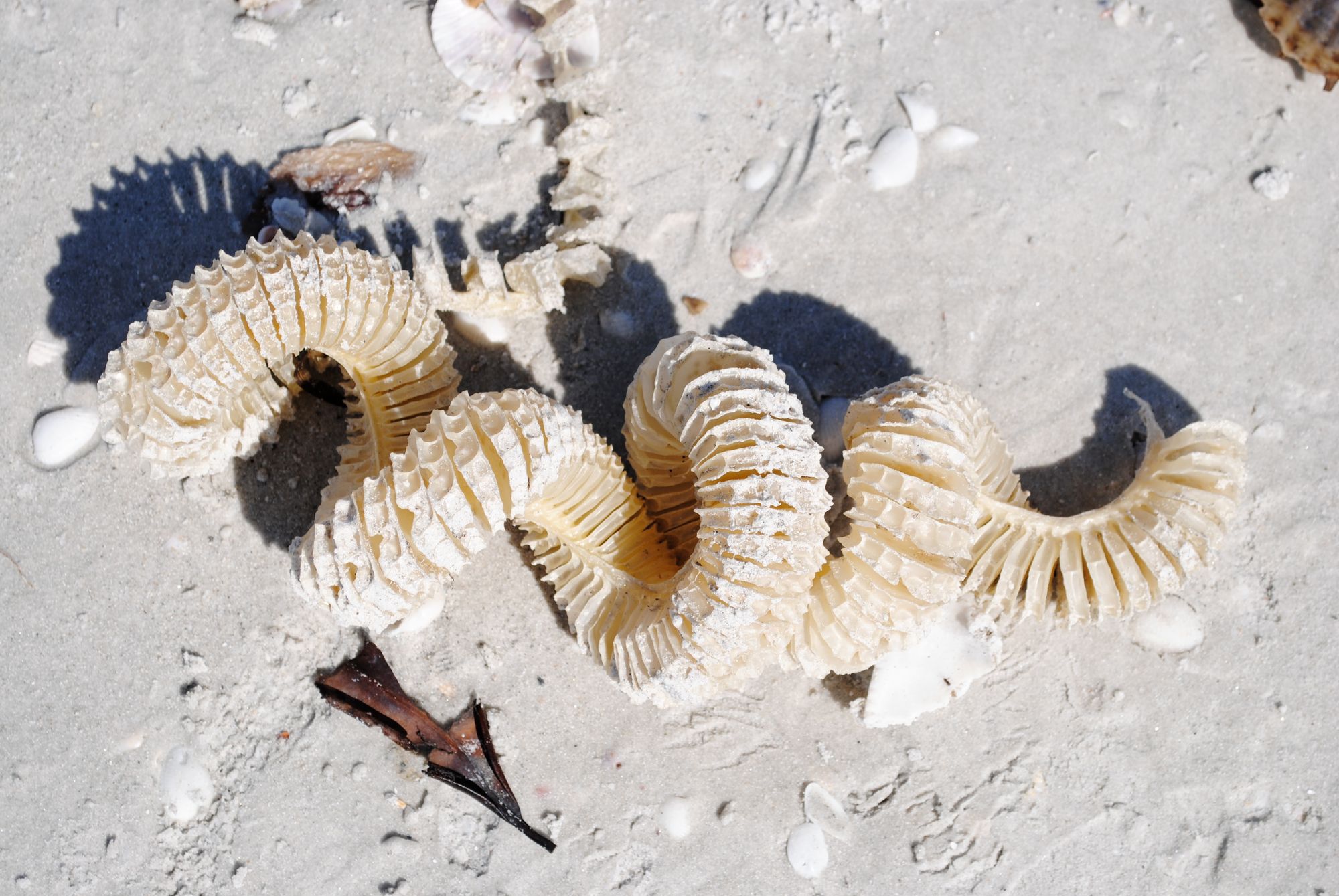 Lightning Whelk Egg Casing by Lizard10979, Flickr