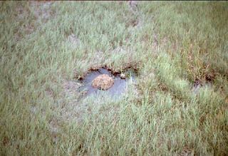 Alligator Hole by South Florida Management District