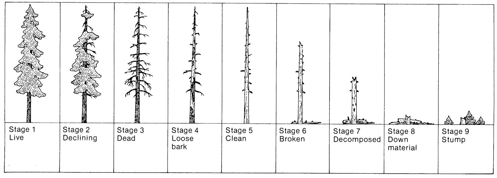 Snag Stages by USDA Forest Service, Wikimedia Commons